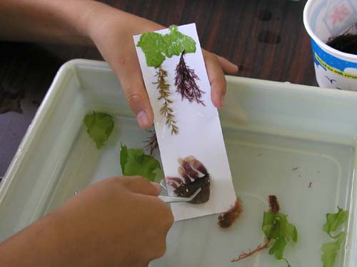 いろんな海藻で作るユニークな作品